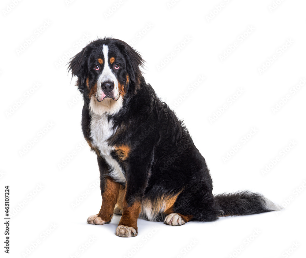 Tricolor Bernese Mountain Dog sitting, looking at camera, isolated on white