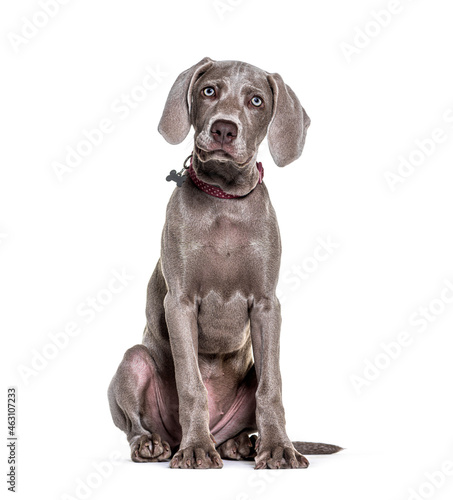 Young Weimaraner pointing dog sitting and weraing a collar © Eric Isselée