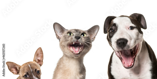 Cats and dogs laughing together against white background