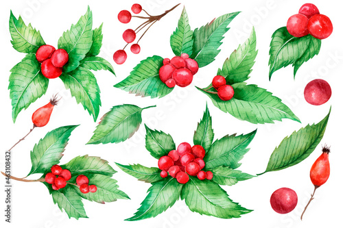 Christmas Holly Watercolor isolated on white background. Holly Berry Illustration. Hand-drawn winter berries