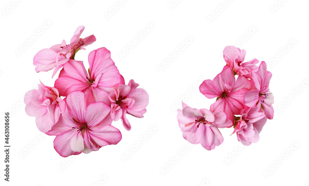 Set of pink geranium flowers isolated - obrazy, fototapety, plakaty 
