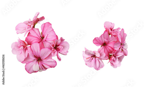 Set of pink geranium flowers isolated photo