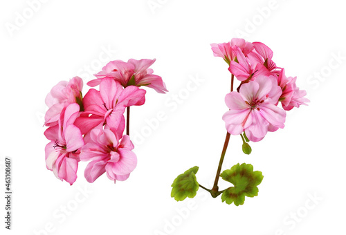 Set of pink geranium flowers and green leaves isolated photo