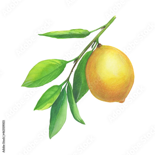 Wallpaper Mural Watercolor botanical illlustration of lemon tree branch with fruits and flowers on white background. Torontodigital.ca