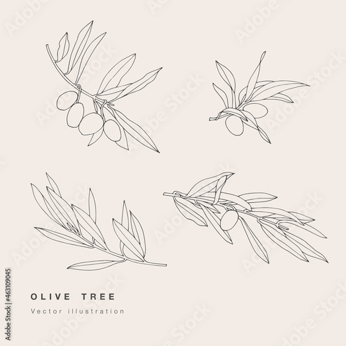 Vector illustration set of hand draw olive branches. Composition with olives. Floral background.