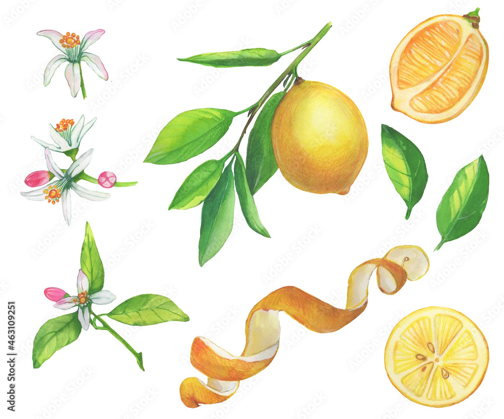 Obraz premium Set of watercolor illustrations of lemons. Hand painted tree branch ripe lemons with green leaves on white background for your design.