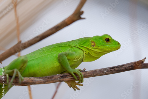Young green iguana is exotic pet close up laying on the wood
