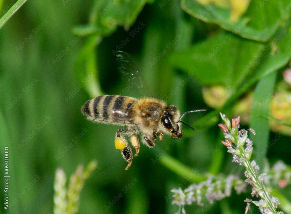 bee on a flower bee on a flower