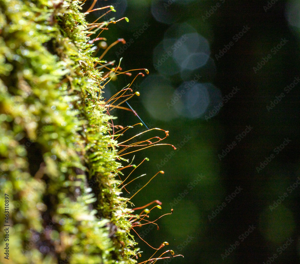 Moss with flower stems on a tree in the jungle of Costa Rica