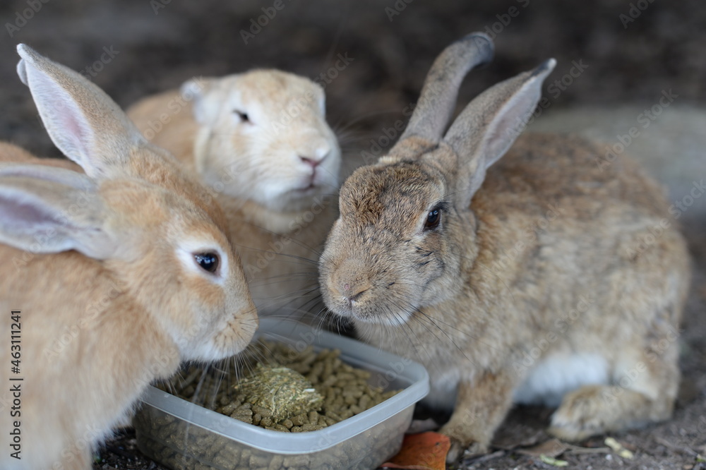 Fototapeta premium 大久野島 ウサギの島