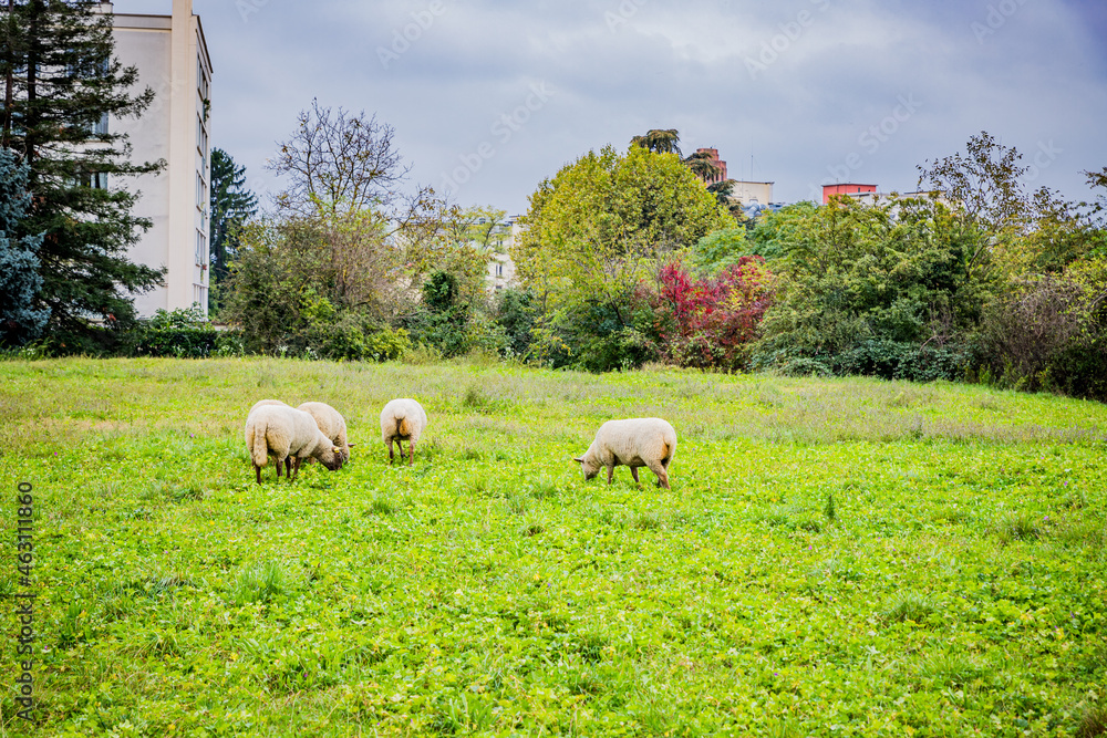 Fototapeta premium La petite transhumance du Grand-Lyon
