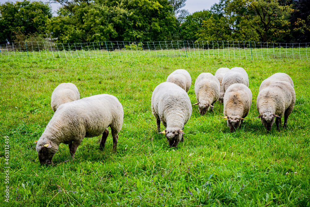 Obraz premium La petite transhumance du Grand-Lyon