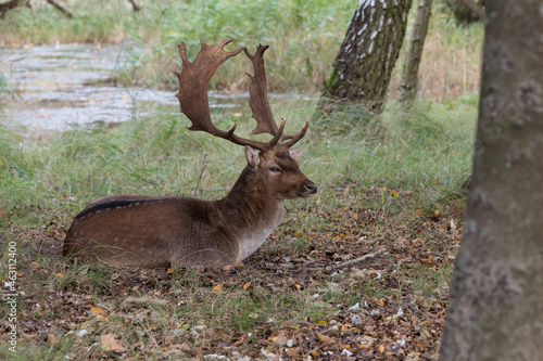 deer in the wild nature in the netherlands © Chris Willemsen 