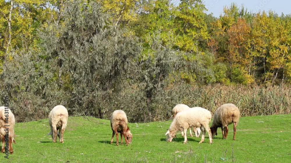 Sheep in the mountains and beautiful nature . Sheep in the mountains and beautiful nature .
