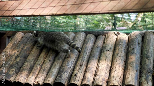 raccoon polosun crawls on the roof of a wooden house in a zoo