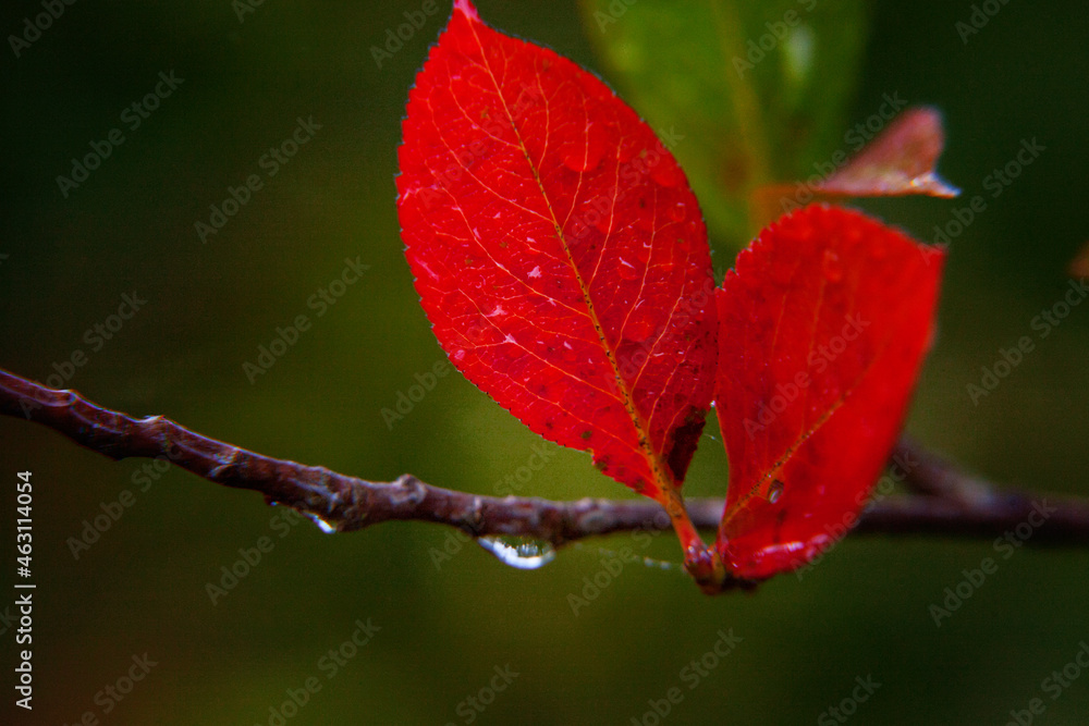 Closeup natural autumn fall view of red orange leaf on blurred background in garden or park selective focus. Inspirational nature october or september wallpaper. Change of seasons concept Closeup natural autumn fall view of red orange leaf on blurred background in garden or park selective focus. Inspirational nature october or september wallpaper. Change of seasons concept