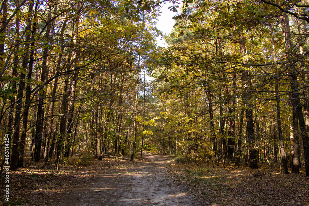Fototapeta premium An autumn view in the woods