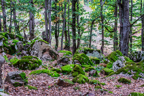 Wet area between trees in the forest and rocks covered with green moss, moss on the rock in autumn and yellow leaves falling to the ground, Green algae, Algeria in Africa