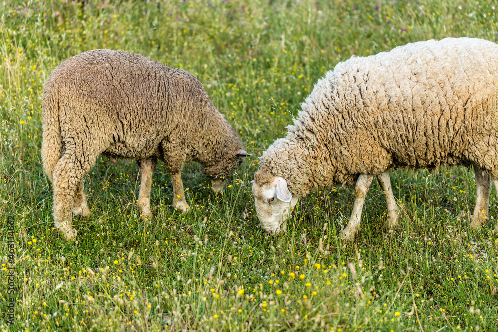 Flock of sheep in the fields of Spain Flock of sheep in the fields of Spain