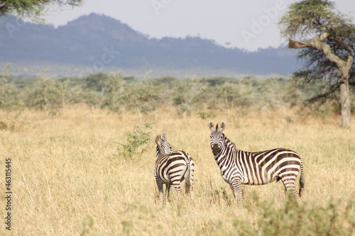 Zebras in the wild Massai Mara park in Kenya  Africa.