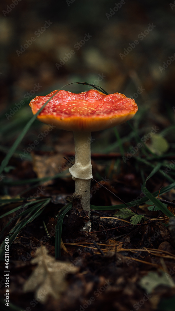Fly agaric or Fly amanita (Amanita muscaria) is a basidiomycete of the genus Amanita. It is also a Muscimol mushroom. Wild mushrooms