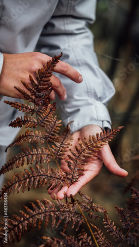 Autumn ferns. Fern close up. Fern in the hands. The girl holds a fern in her hands