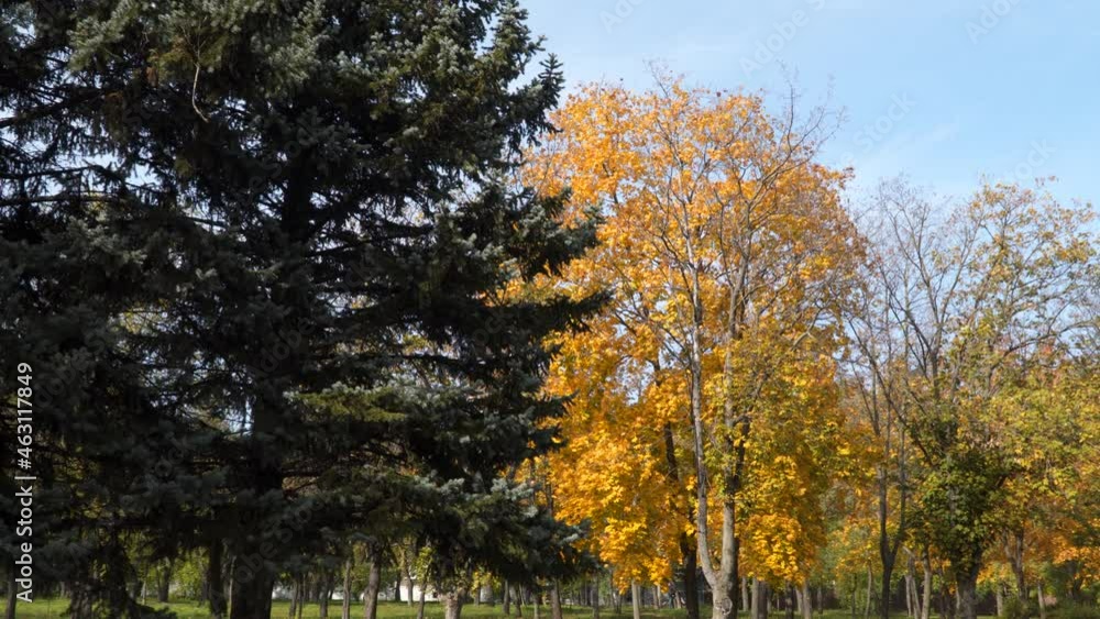 Trees with autumn yellow leaves in a city park. Trees with autumn yellow leaves in a city park.