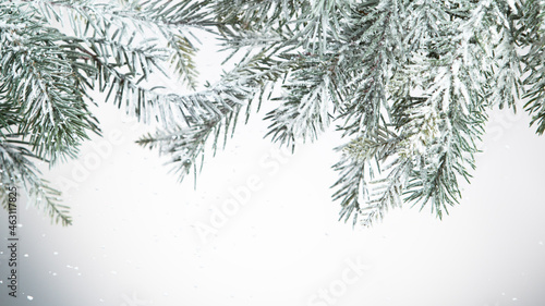 Fir tree branch covered with snow.