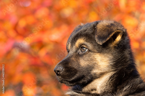 Portrait of an incredibly adorable puppy sitting in front of colorful autumn leaves in Europe.