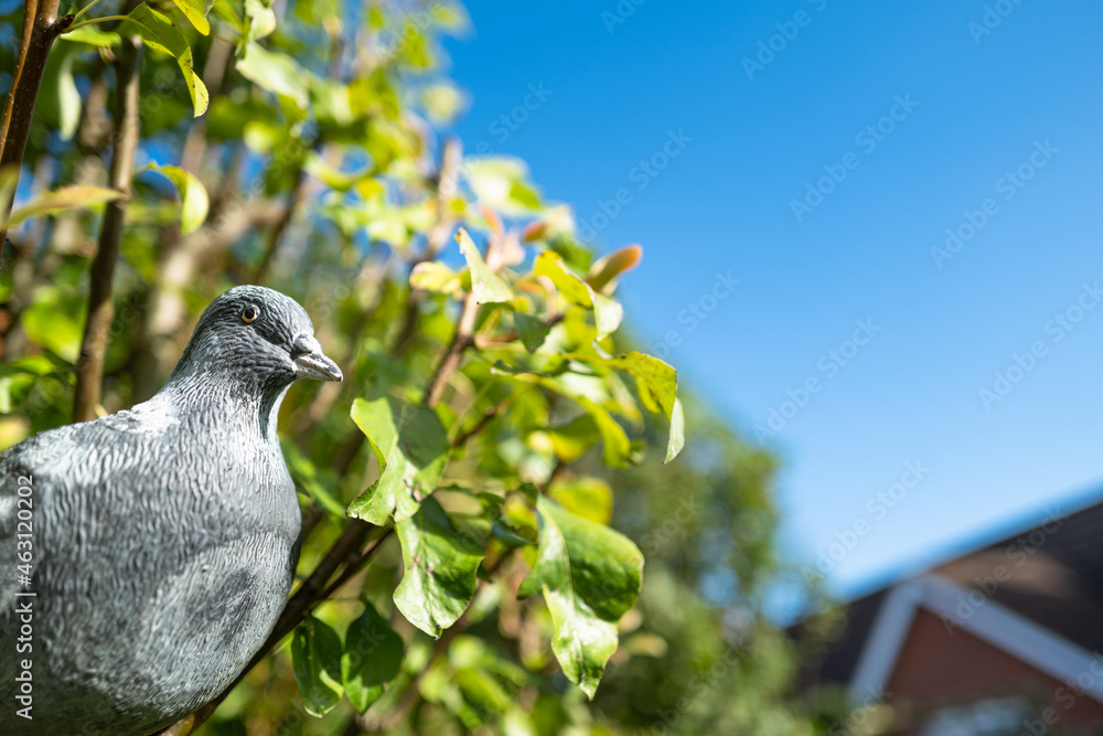 Obraz premium Plastic pigeon seen perched in a tree, nearby to an ornamental pond. The plastic bird is used to scare heron's away from a pond which eats the goldfish.