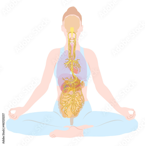 Vagus nerve and human organs of a woman, illustration, labeled photo