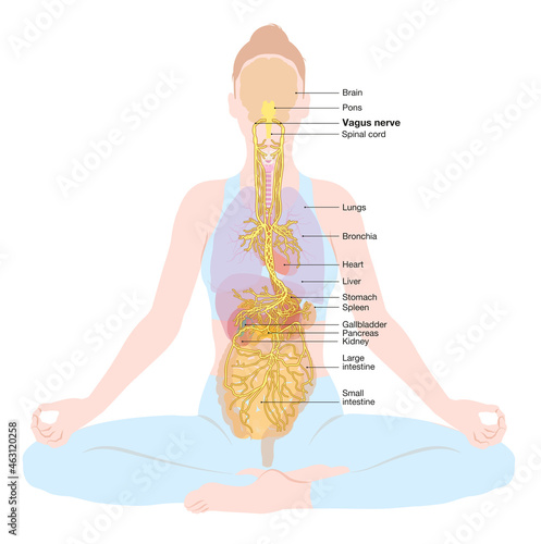 фотографія Vagus nerve and human organs of a woman, illustration, labeled