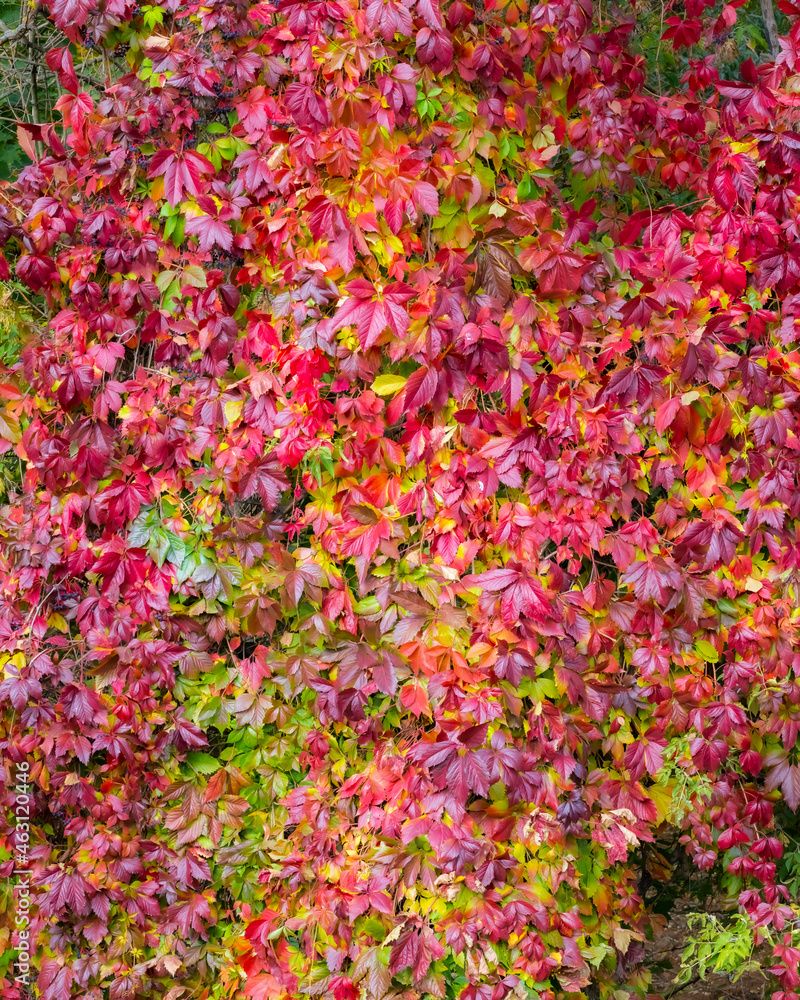 Sunny bright indian summer  natural autumn leaves virginia grape