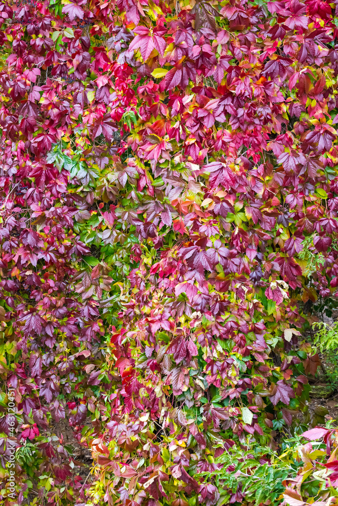 Colorful leaves in the garden