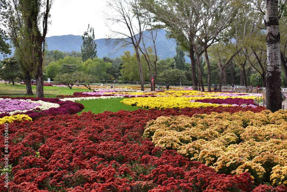 Botanical Garden in Beijing Fall 2021