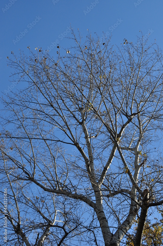 Branches of a tree without leaves. Autumn, blue sky. Background, texture. Branches of a tree without leaves. Autumn, blue sky. Background, texture.