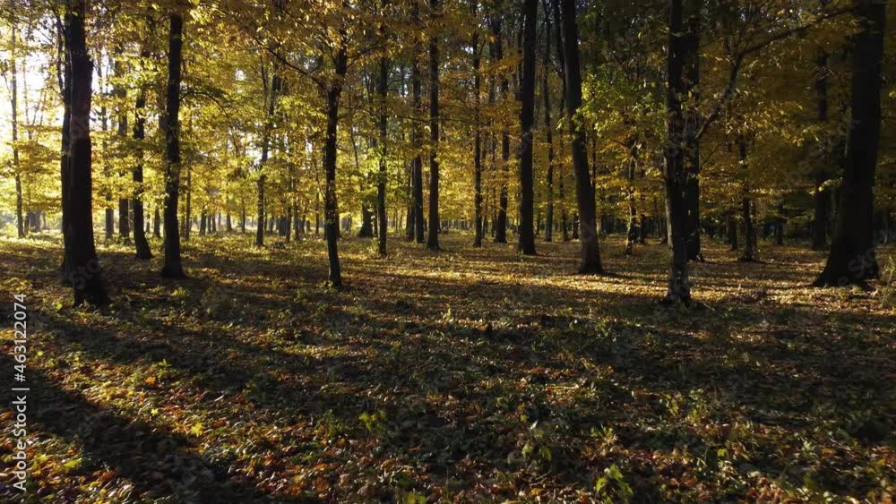 Morning autumn forest. Walk between the trees. Yellow leaves on a branch through which the morning sun shines. Beautiful landscape background in the park. Morning autumn forest. Walk between the trees. Yellow leaves on a branch through which the morning sun shines. Beautiful landscape background in the park.