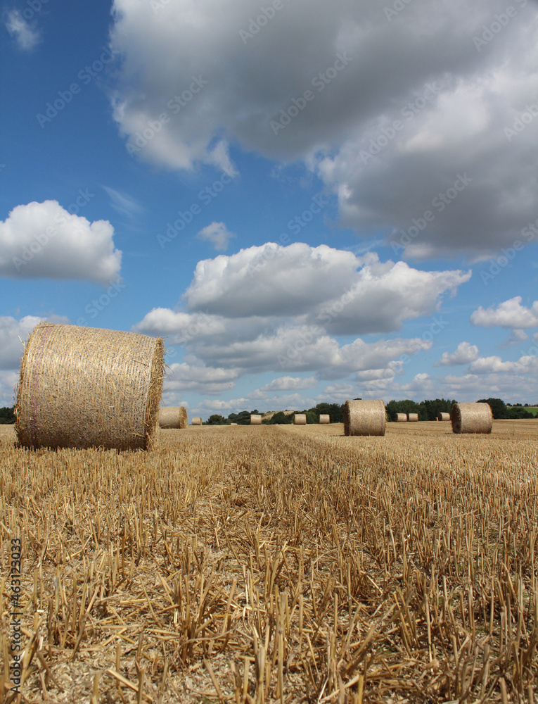  Round straw bales on a field in summer with blue sky and white clouds in sky in A field In West Yorkshire near Wakefield in UK