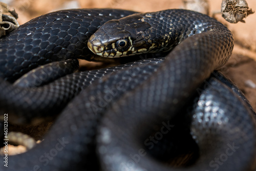 Black western whip snake, Hierophis viridiflavus, basking in the sun on a rocky cliff in Malta photo