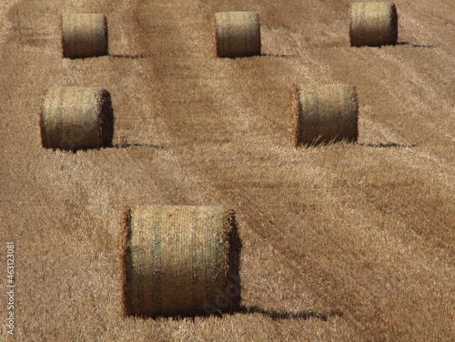  Round hay bales in a row in the field on hot summer's day in west Yorkshire near Wakefield 