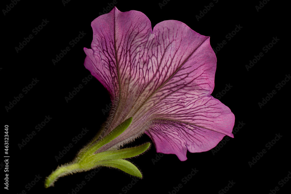 Naklejka premium Petunia flower head closeup