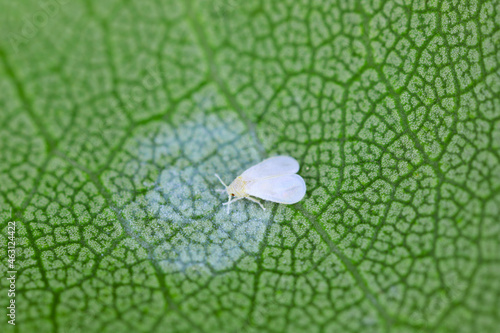 The ash whitefly, Siphoninus phillyreae (latin name), a pest of numerous ornamental and fruit crops, including citrus. It causes severe damage to pomegranate, ash tree, pear, apple, loquat and citrus. photo