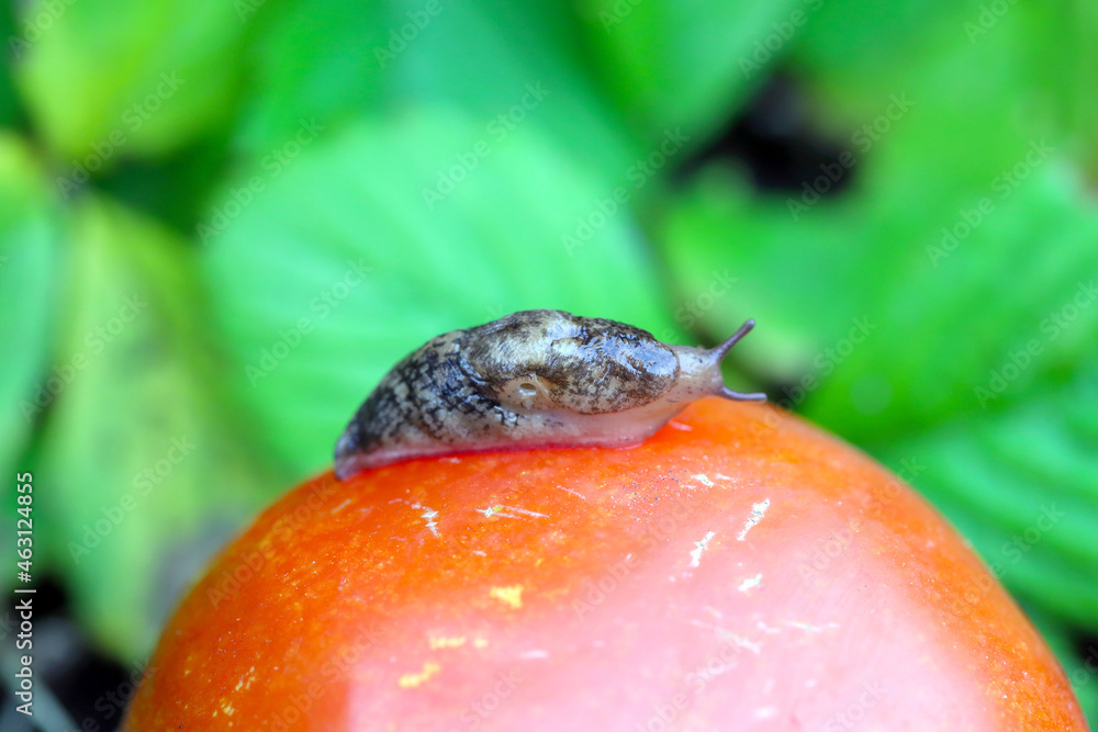 Slug plant pest on tomato. Snails It eats a variety of plants in the