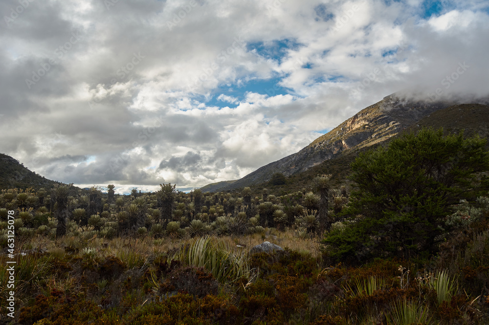 Valle de los Frailejones Nevado del cocuy
