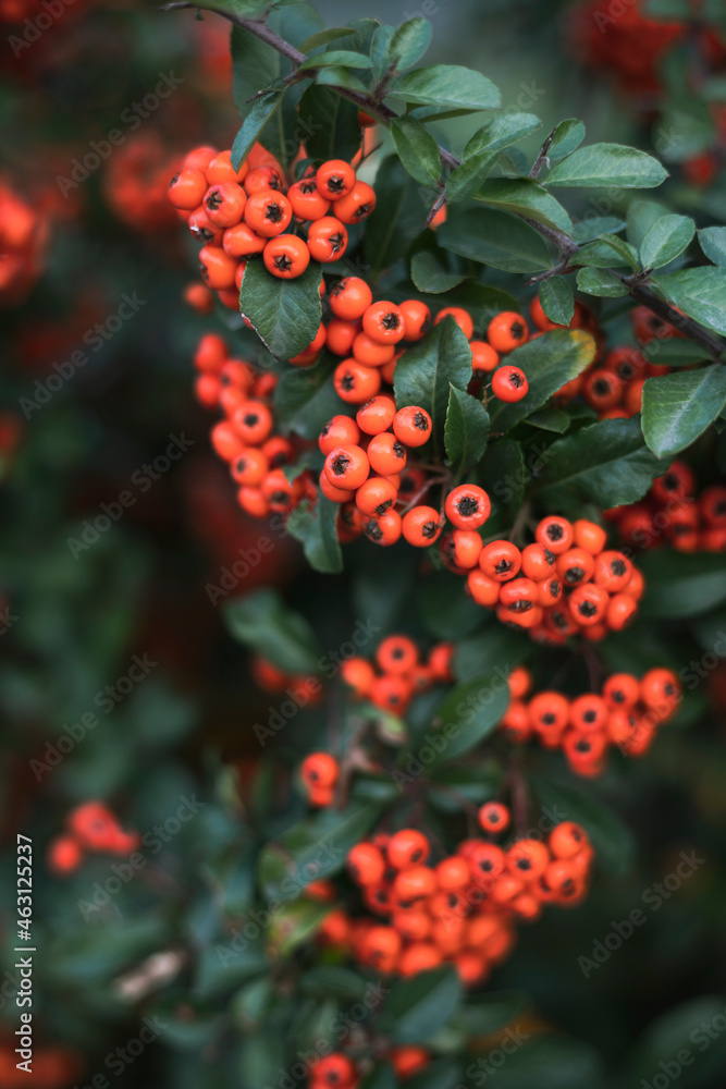 rowan bush with berries