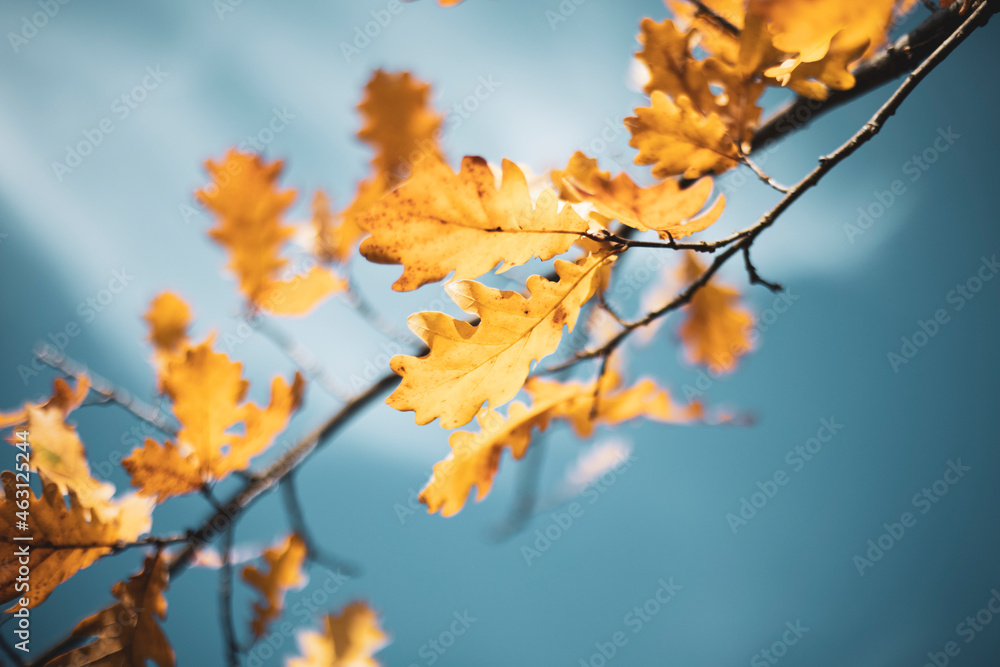 branch with yellow oak leaves