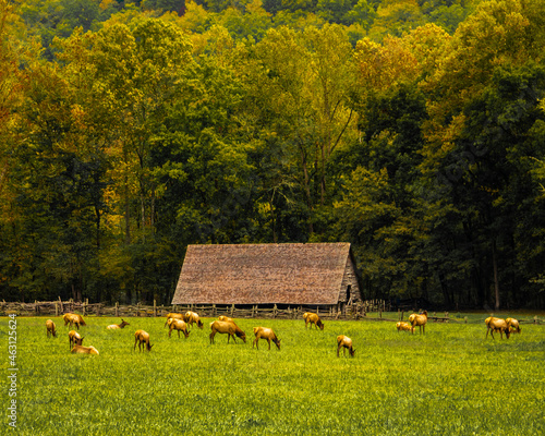 Grazing Elk