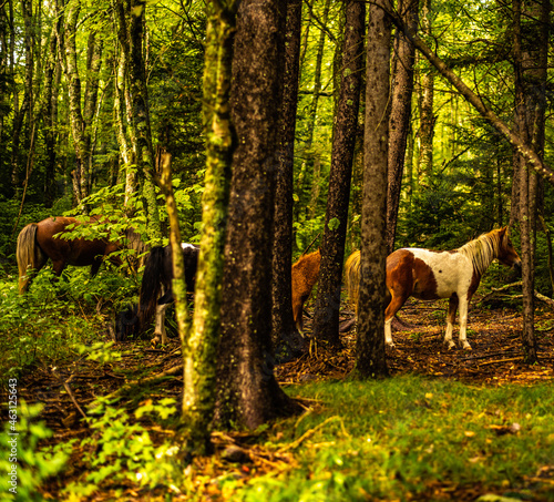 Forest Ponies