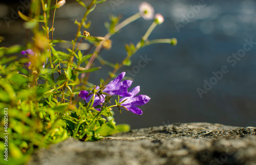 purple flower as a background in nature