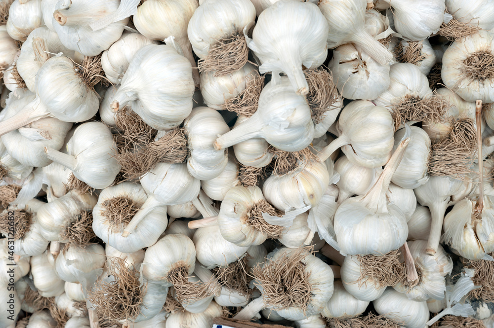 The garlic stock image The garlic stock image